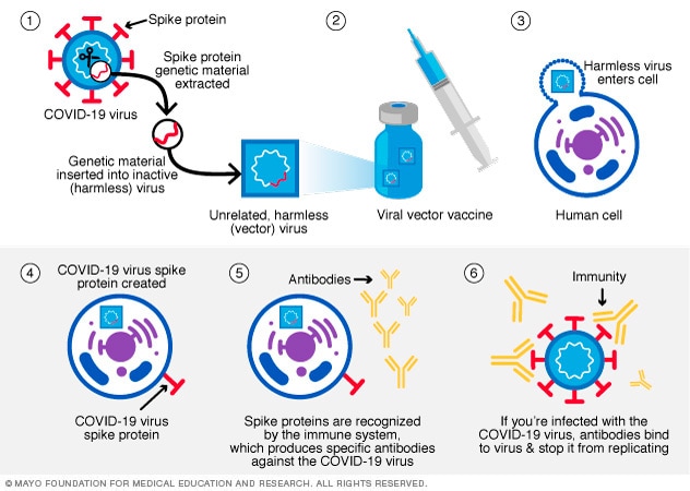 Viral vector vaccine