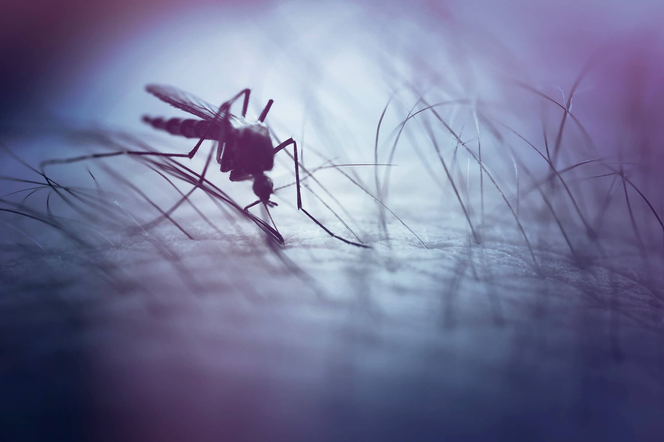 Mosquito bites a person's skin