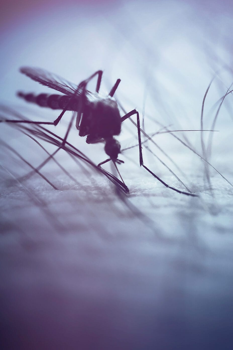 Mosquito biting a person's skin