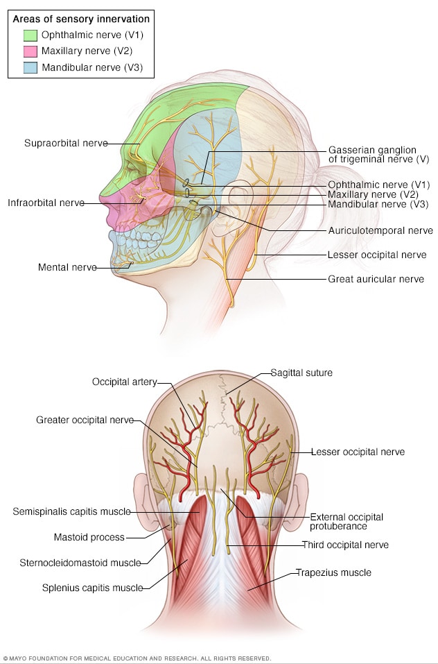 颅骨和面部解剖学