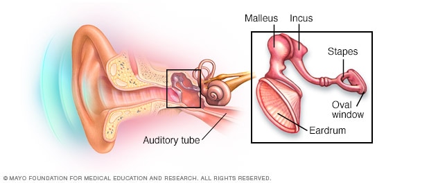 What structure of the ear contains the malleus, incus, and stapes