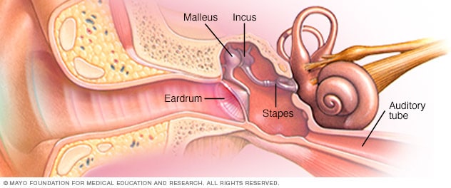أجزاء الأذن الوسطى