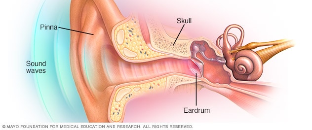 The three auditory ossicles. From left to right, the stapes