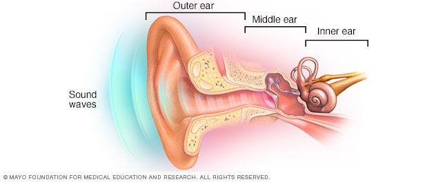 Middle Ear Structures  Overview & Functions - Video & Lesson