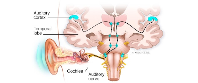 How electrical impulses travel to the brain