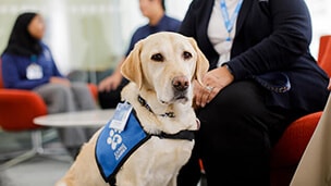 Part of the Caring Canines Volunteer Program, a golden lab greets visitors in the lobby of Mayo Clinic in Rochester, Minnesota.