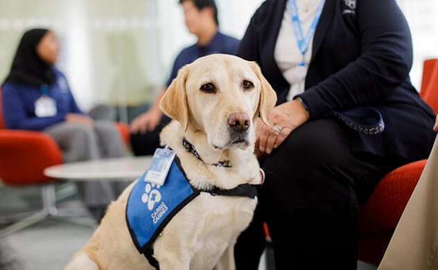 Part of the Caring Canines Volunteer Program, a golden lab greets visitors in the lobby of Mayo Clinic in Rochester, Minnesota.