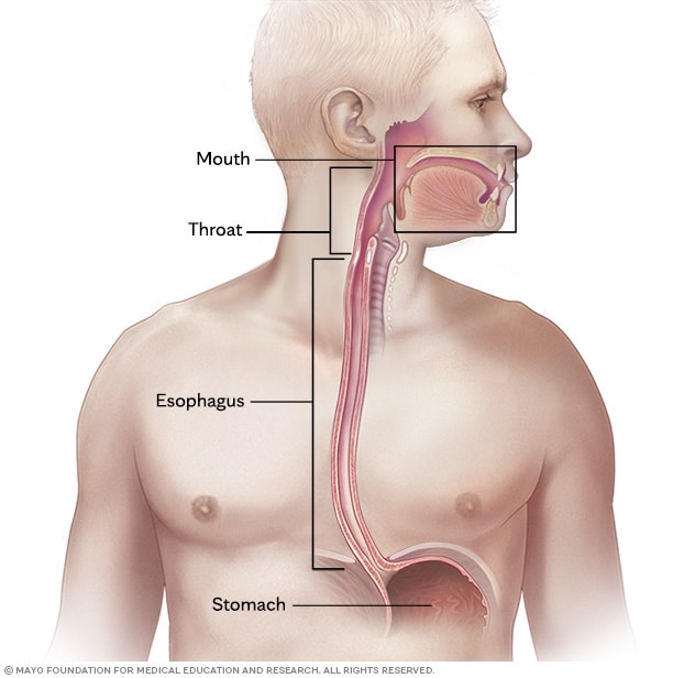 Parts of the digestive system involved in swallowing are shown, including the mouth, throat, esophagus and stomach.