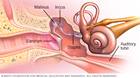 أجزاء الأُذن الوسطى