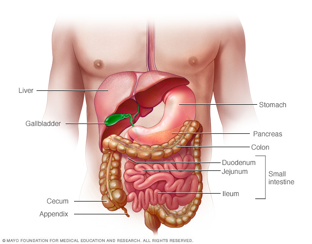 الجهاز الهضمي Mayo Clinic مايو كلينك