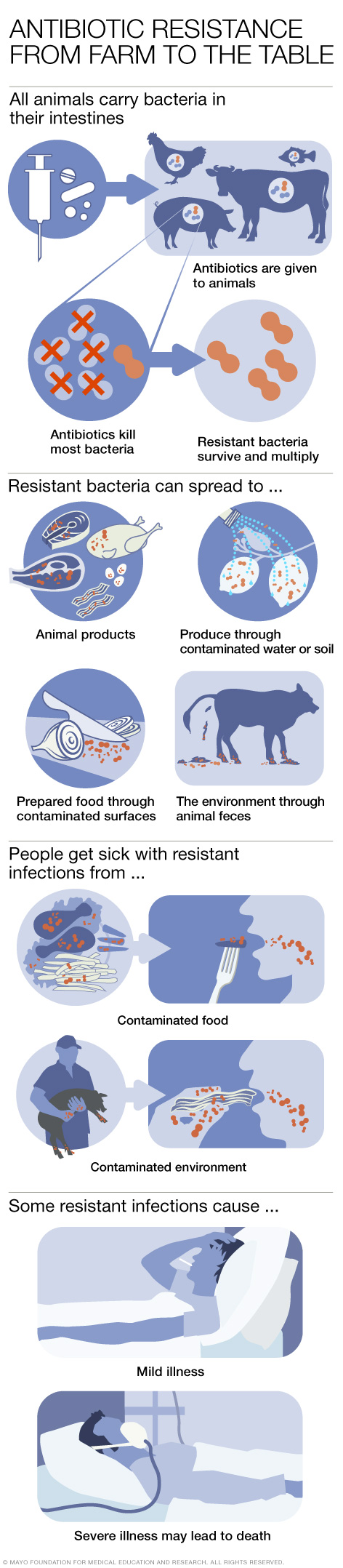 استخدام المضاد الحيوي في الحيوانات المنتجة للغذاء