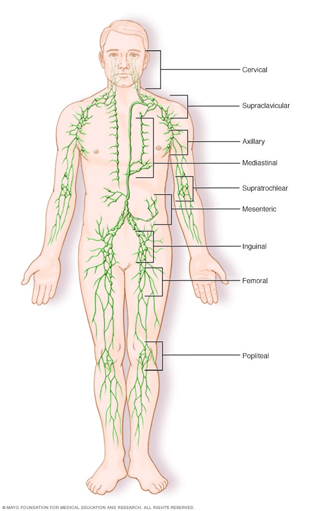 Lymph nodes cluster throughout the lymphatic system