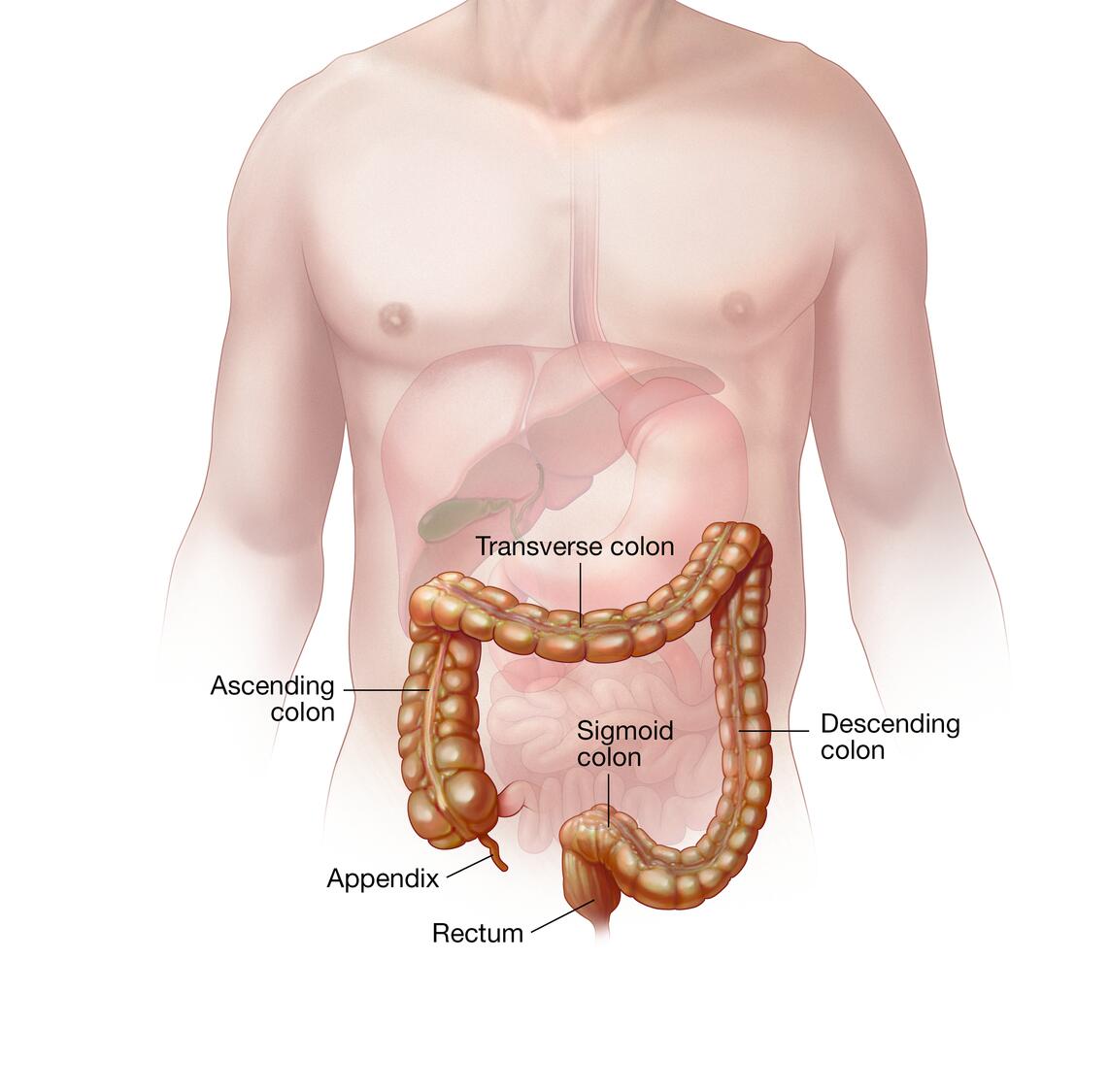 Understanding and managing chronic abdominal bloating and distension - Mayo  Clinic
