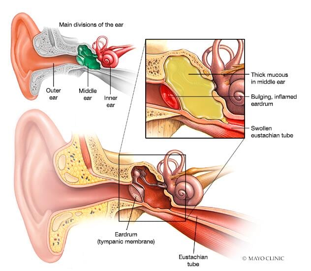 FREE! - Ear Diagram Colouring Sheet (teacher made) - Twinkl