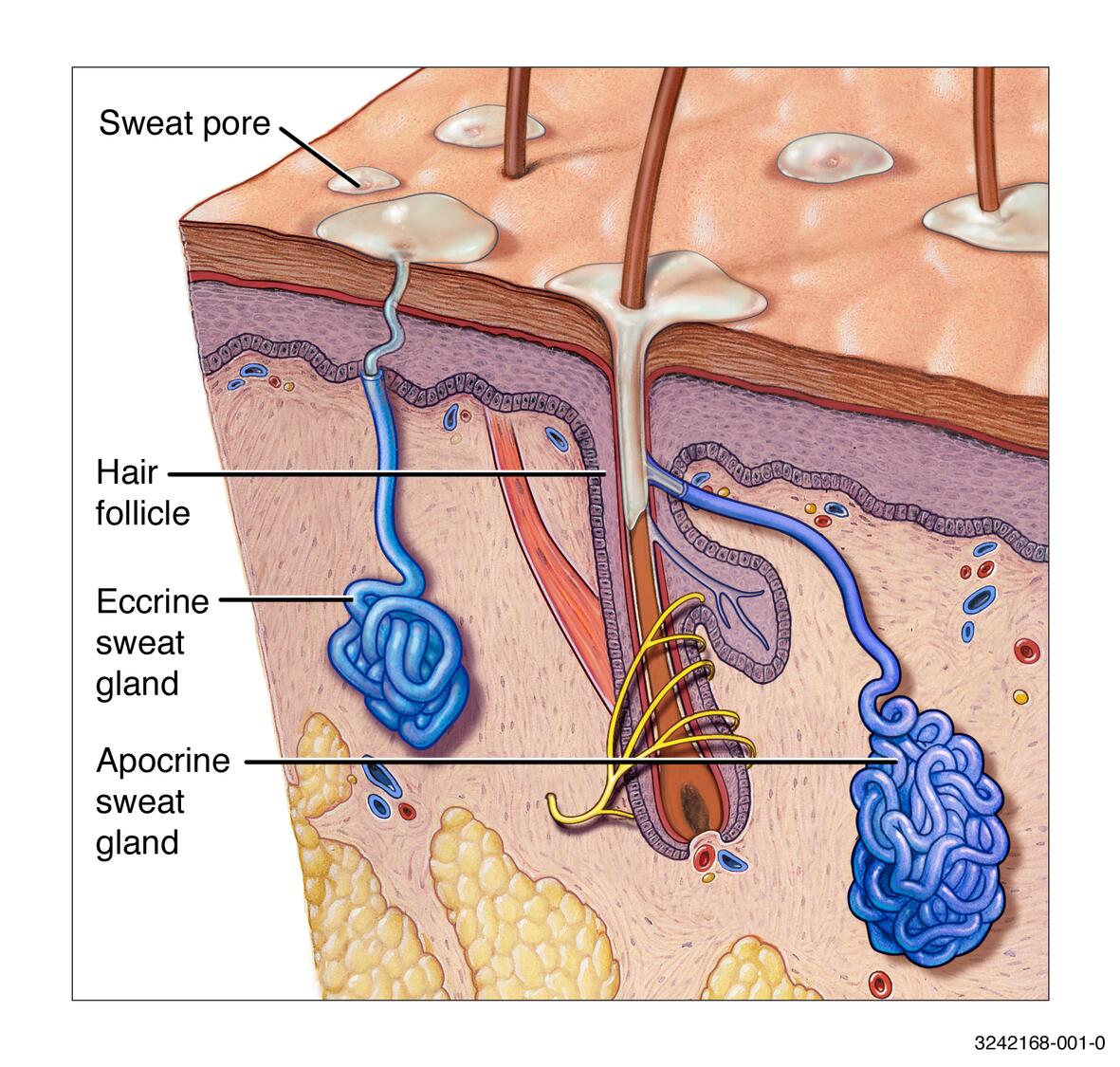 Heat rash - Symptoms & causes - Mayo Clinic