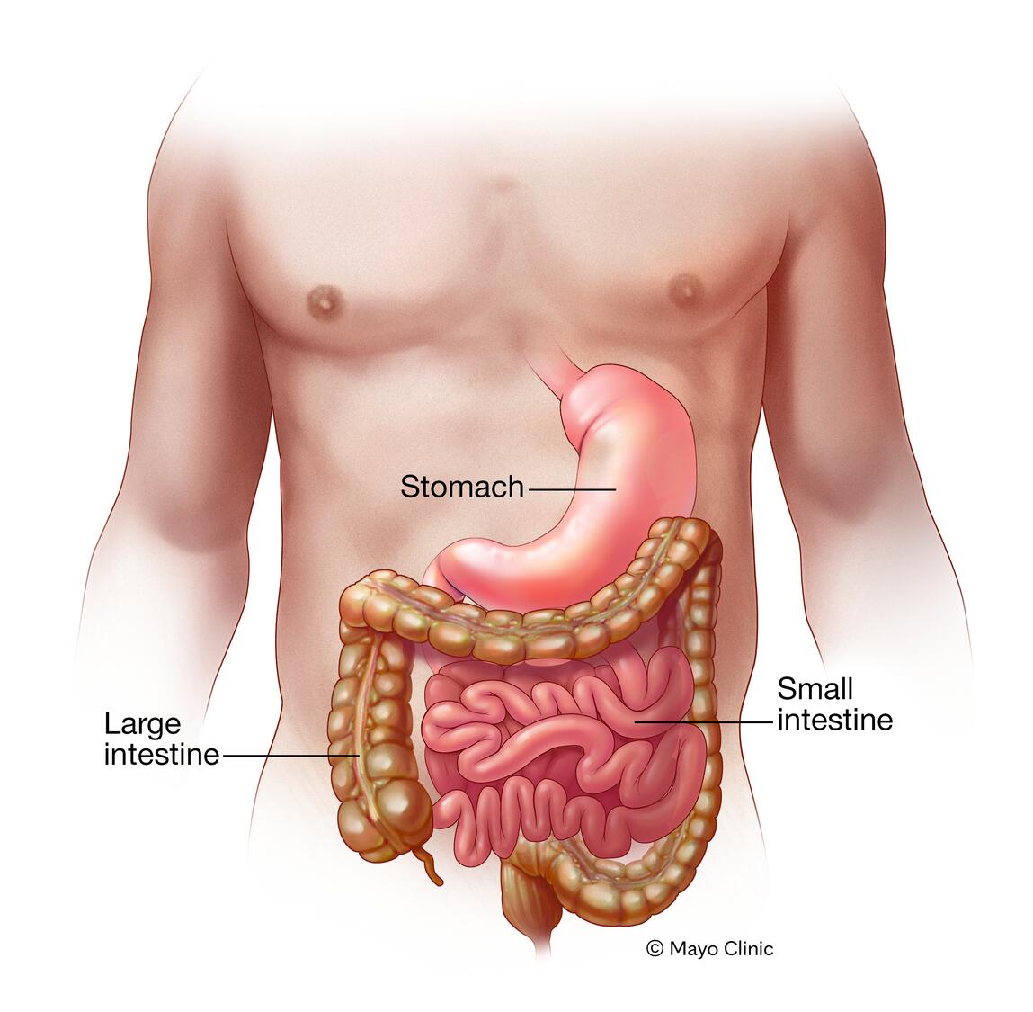 Understanding the Symptoms and Treatments of Gastroenteritis
