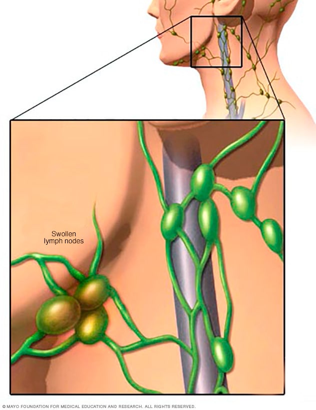 lymph node anatomy