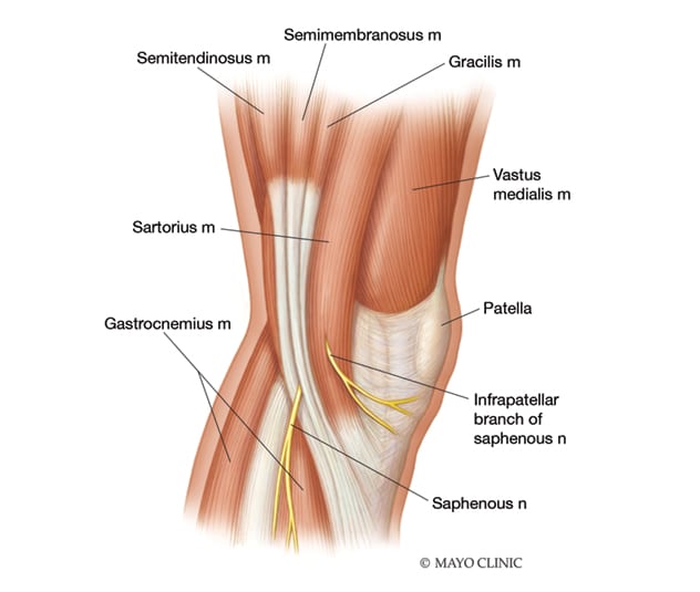 Infrapatellar branch of the saphenous nerve