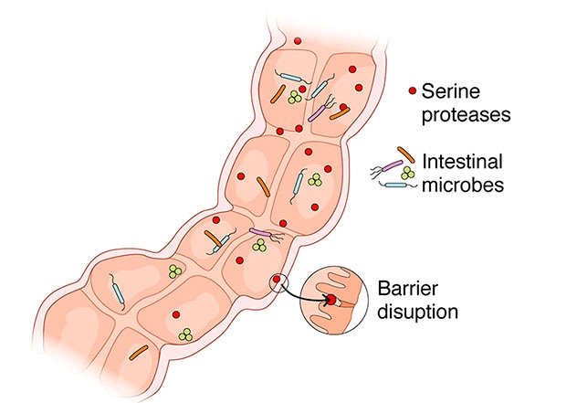 Intestinal proteases under the control of commensal gut microbiota affecting barrier function of the intestinal epithelium