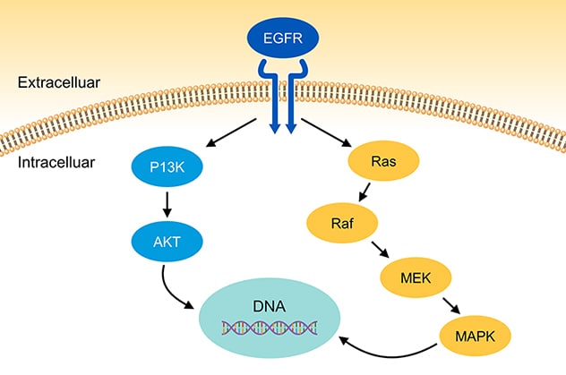 PI3K and MAPK pathway