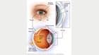眼部解剖结构